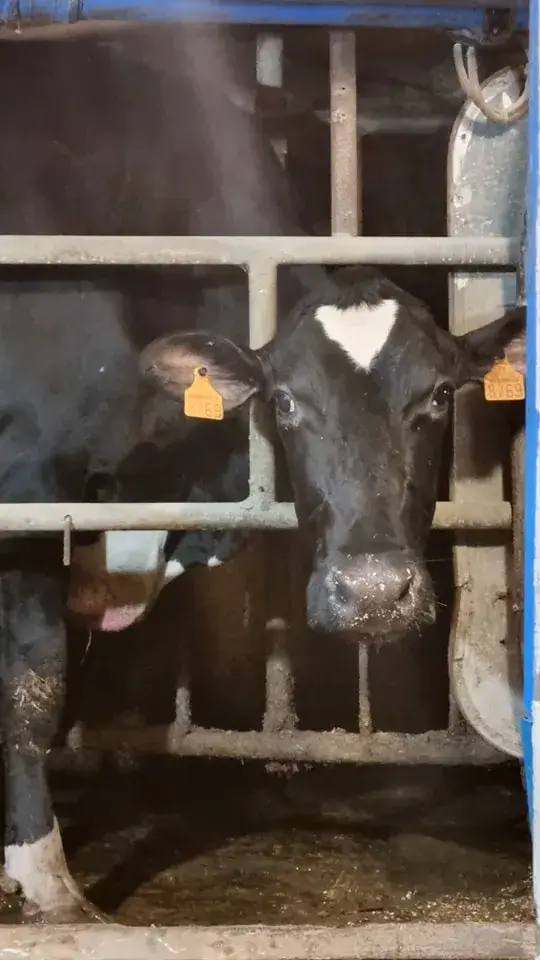 Visite de ferme laitière