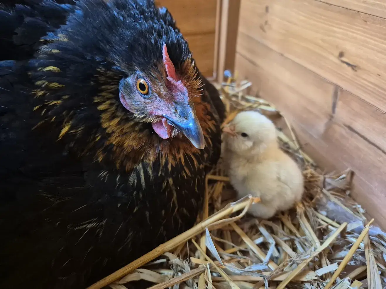 Rencontre avec les poules et poussins